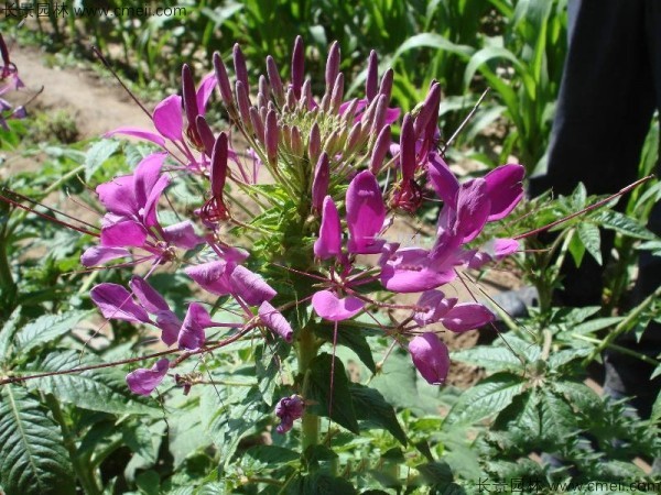 醉蝶花種子發芽出苗開花圖片