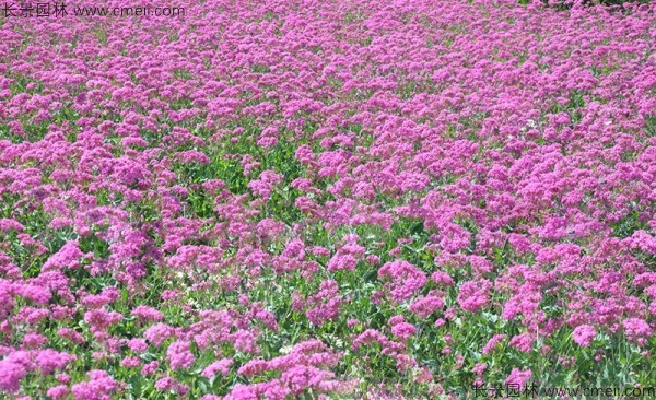 高雪輪種子發(fā)芽出苗開花圖片