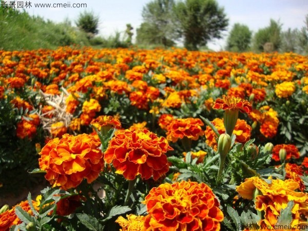 孔雀草種子發(fā)芽出苗開花圖片