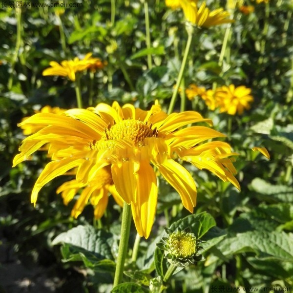 日光菊種子發芽出苗開花圖片