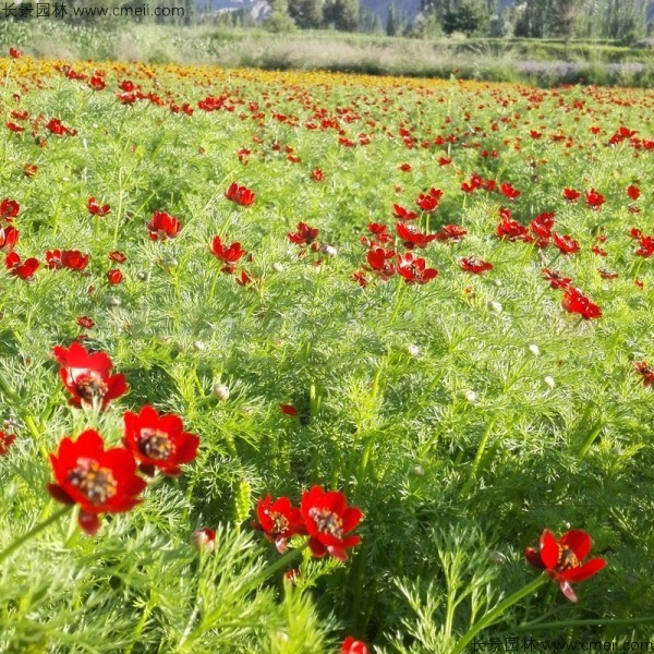 福壽花種子發(fā)芽出苗開花圖片