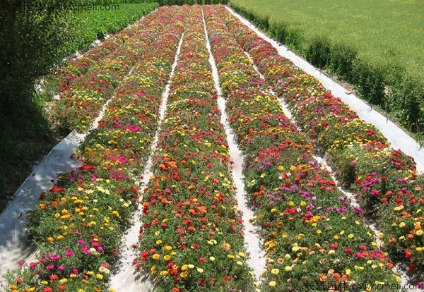 半枝蓮種子發(fā)芽出苗開花圖片