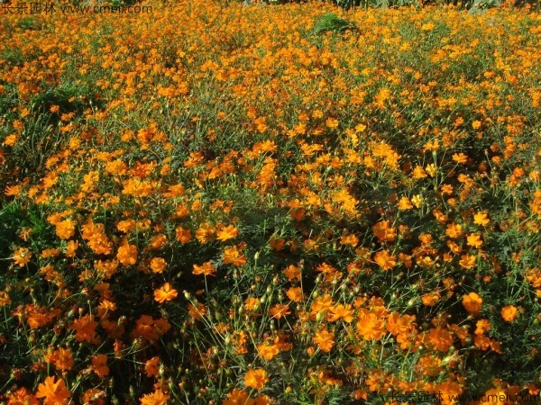 硫化菊種子發芽出苗開花圖片