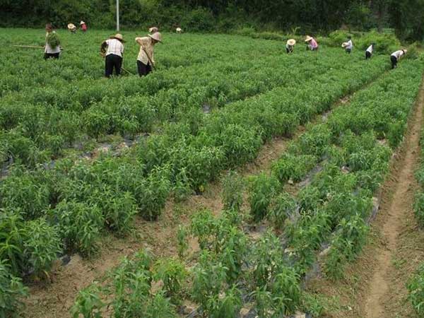 甜葉菊種子發芽出苗圖片