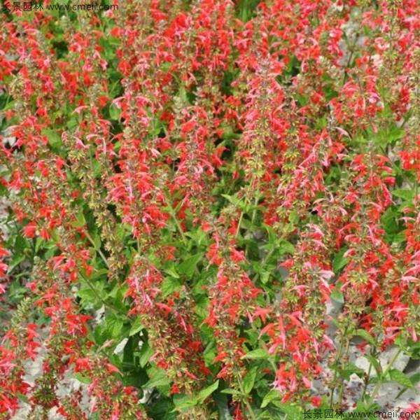 一串紅種子發芽出苗開花圖片