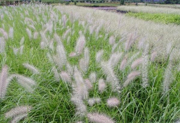 野芒草種子發芽出苗圖片