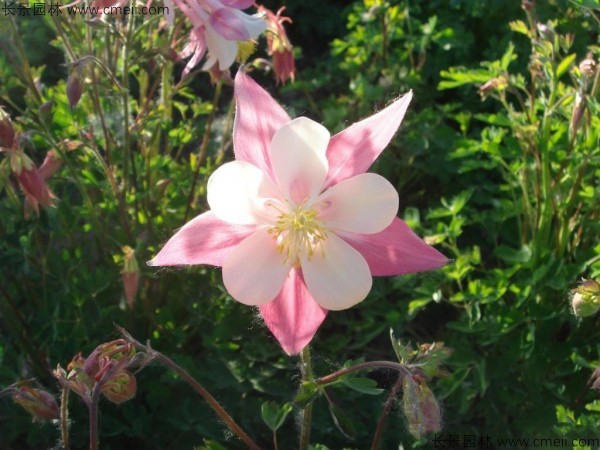 耬斗菜種子發芽出苗開花圖片