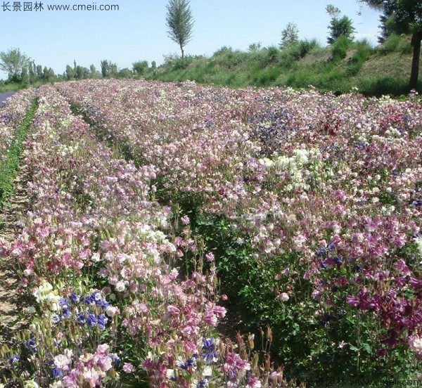 耬斗菜種子發芽出苗開花圖片