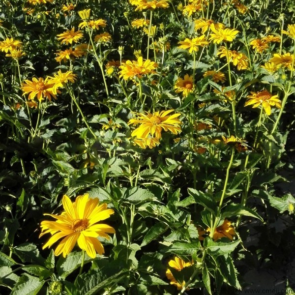 黃菊花種子發芽出苗圖片