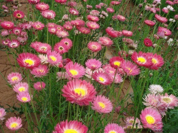 永生菊種子發(fā)芽出苗開花圖片