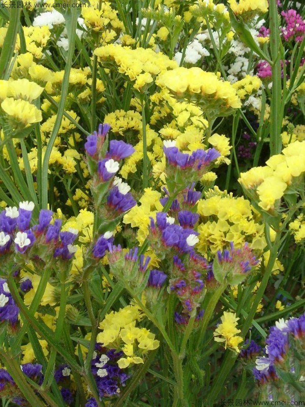 勿忘我種子發芽出苗開花圖片