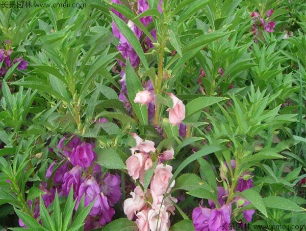 指甲花種子發(fā)芽出苗開(kāi)花圖片