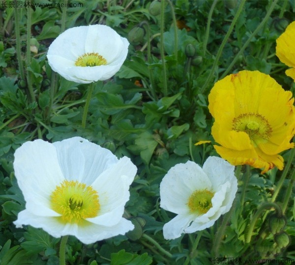 冰島虞美人種子發芽出苗開花圖片