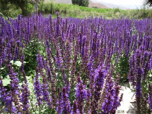 藍花鼠尾草種子發芽出苗開花圖片