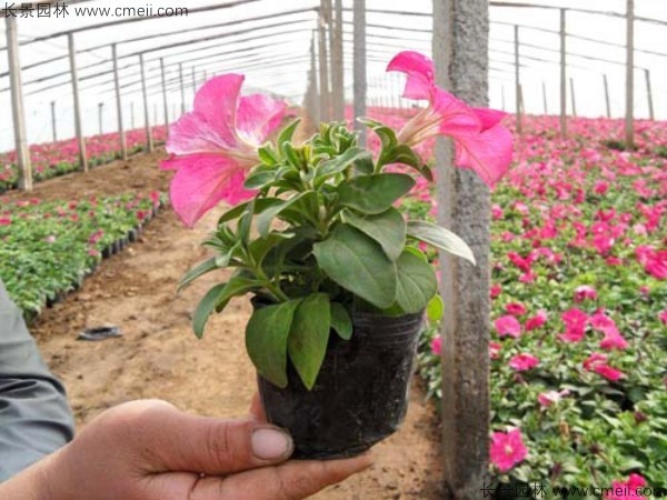 矮牽牛種子發芽出苗圖片圖片