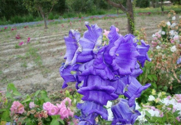 風鈴花種子發芽出苗開花圖片