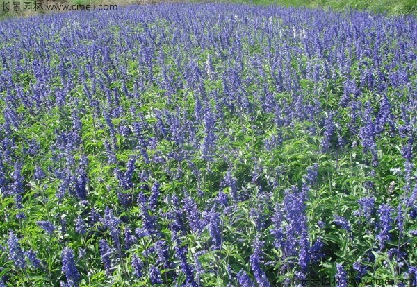 芳香鼠尾草種子發芽出苗開花圖片