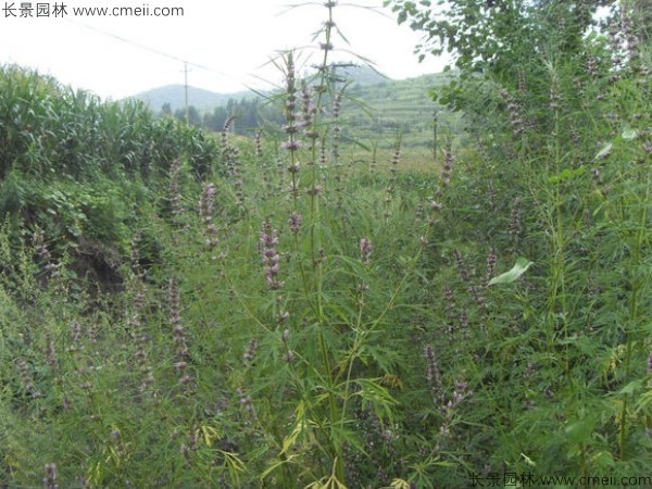 茺蔚子種子發芽出苗圖片