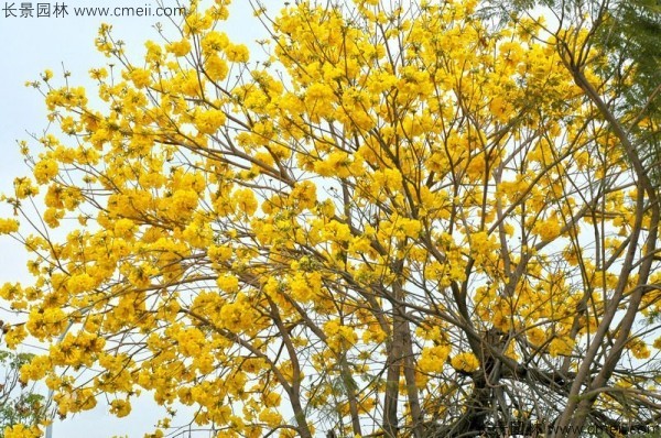 紅花風(fēng)鈴木種子發(fā)芽出苗開(kāi)花圖片