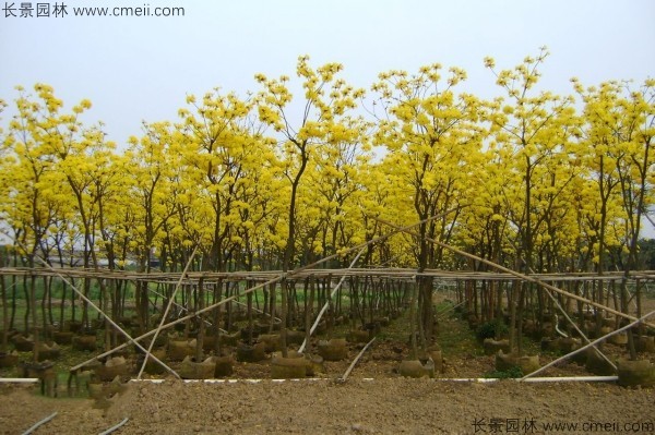 紅花風(fēng)鈴木種子發(fā)芽出苗開(kāi)花圖片