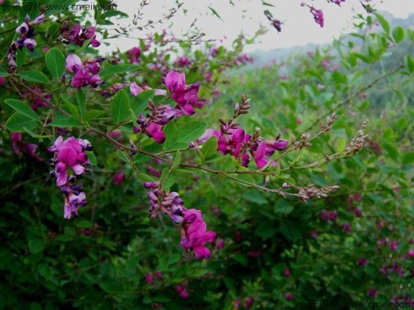 胡枝子種子發芽出苗開花圖片