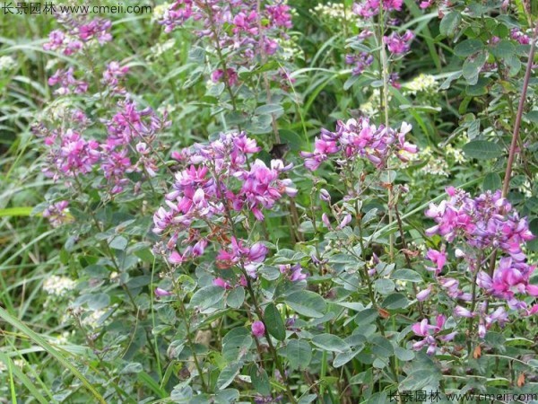 胡枝子種子發芽出苗開花圖片