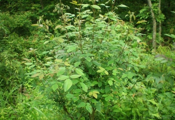 胡枝子種子發芽出苗開花圖片