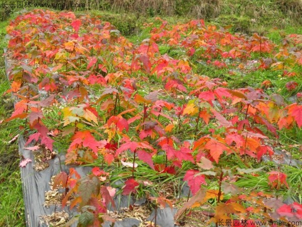 美國紅楓種子發芽出苗圖片