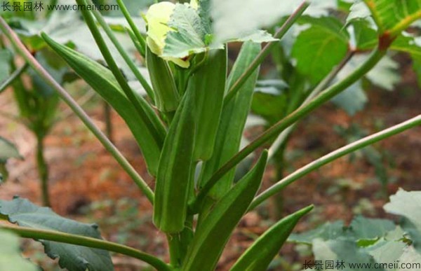 補腎草種子發芽出苗圖片