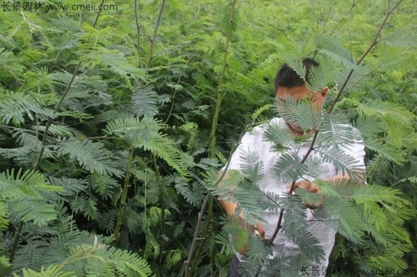 金合歡種子發(fā)芽出苗圖片