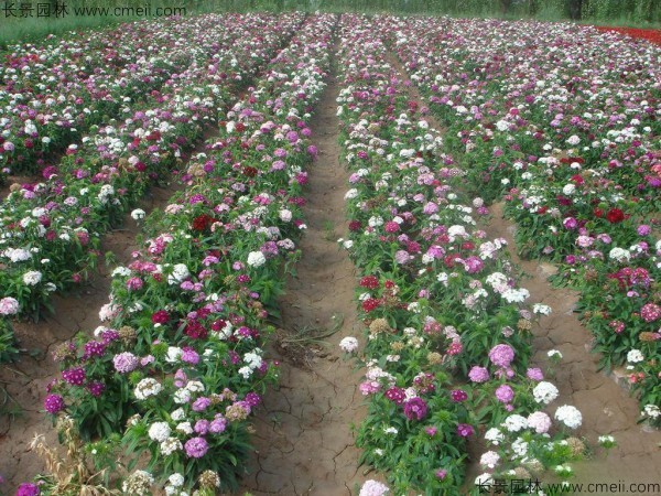 瞿麥種子發芽出苗開花圖片