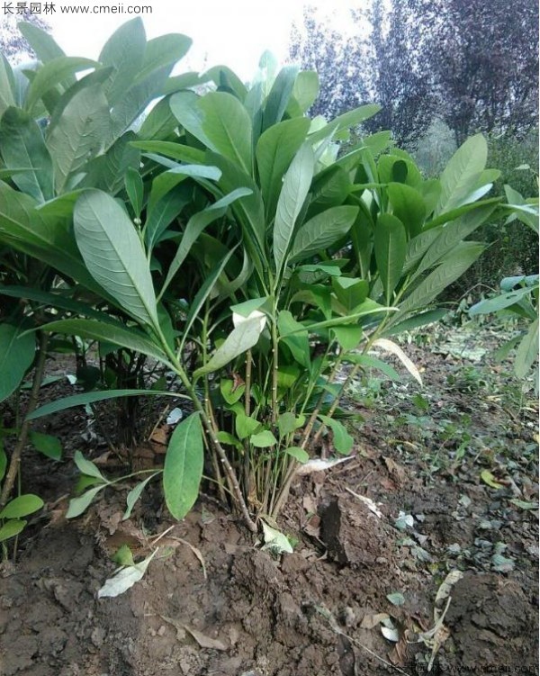 結香種子發芽出苗圖片