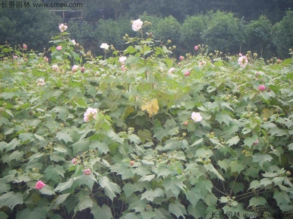 木芙蓉種子發芽出苗開花圖片