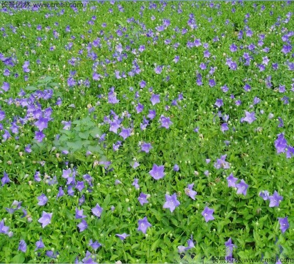 鈴鐺花種子發芽出苗開花圖片