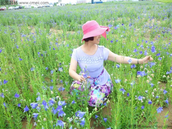 鈴鐺花種子發芽出苗開花圖片