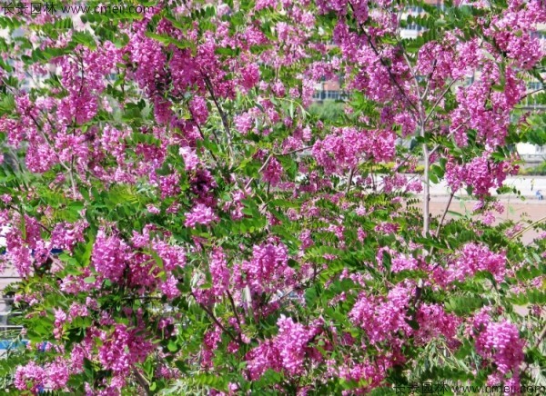 香花槐種子發芽出苗圖片