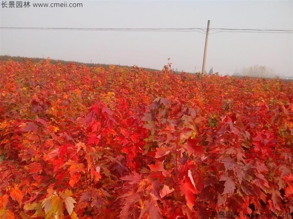 紅楓種子發(fā)芽出苗圖片