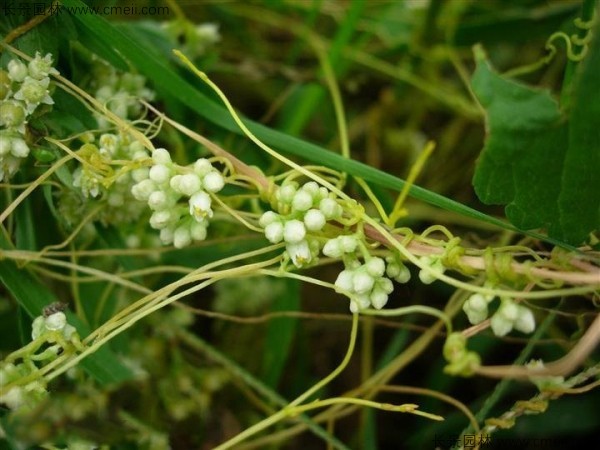 無(wú)根草種子發(fā)芽出苗圖片