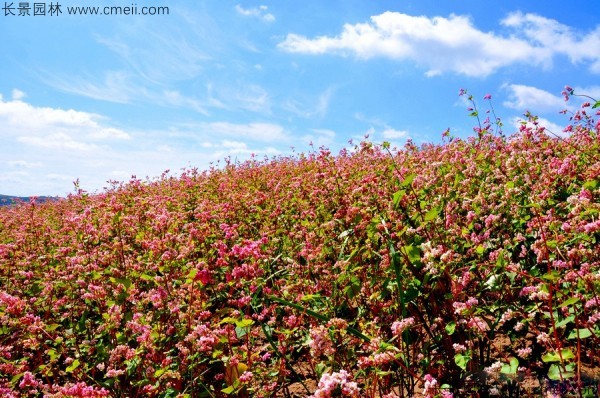 黑苦蕎種子發芽出苗開花圖片