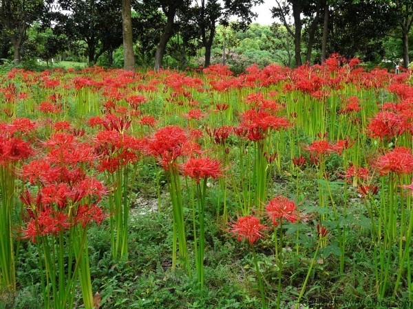 石蒜種子發芽出苗開花圖片