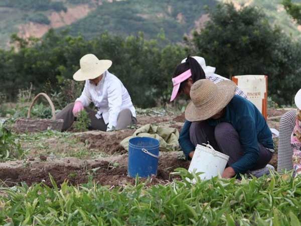 半夏種子發芽出苗采收圖片