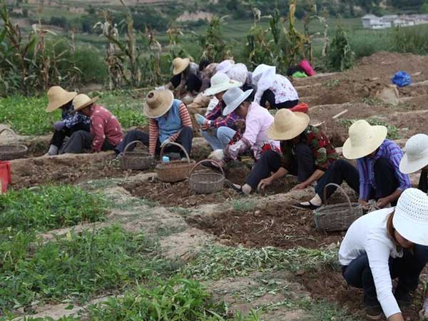 半夏種子發芽出苗采收圖片