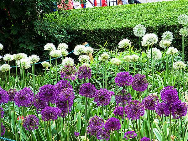 大花蔥種子發芽出苗開花圖片