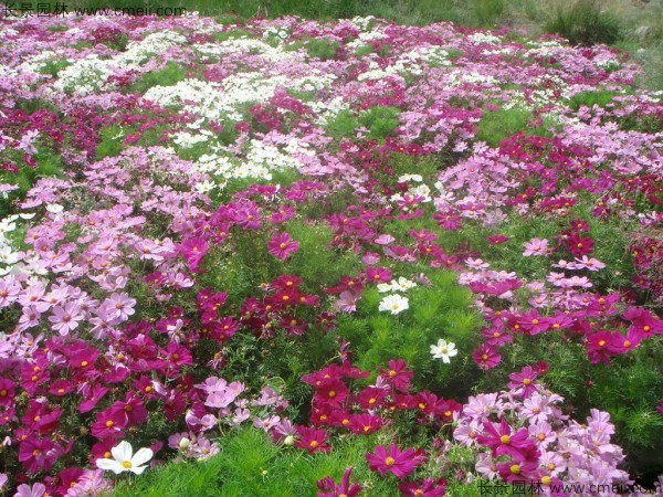 格桑花種子發芽出苗開花圖片