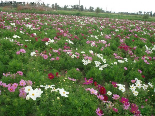 格桑花種子發芽出苗開花圖片