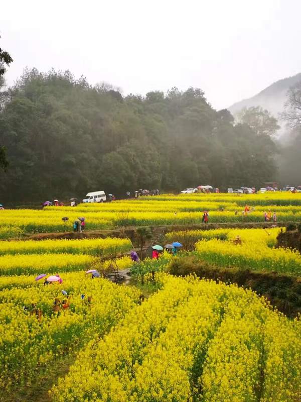 黃色花海油菜花田景觀鄉村旅游