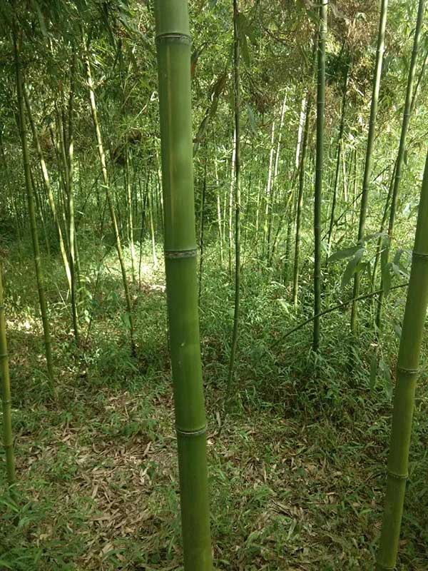 青竹苗竹子園林植物