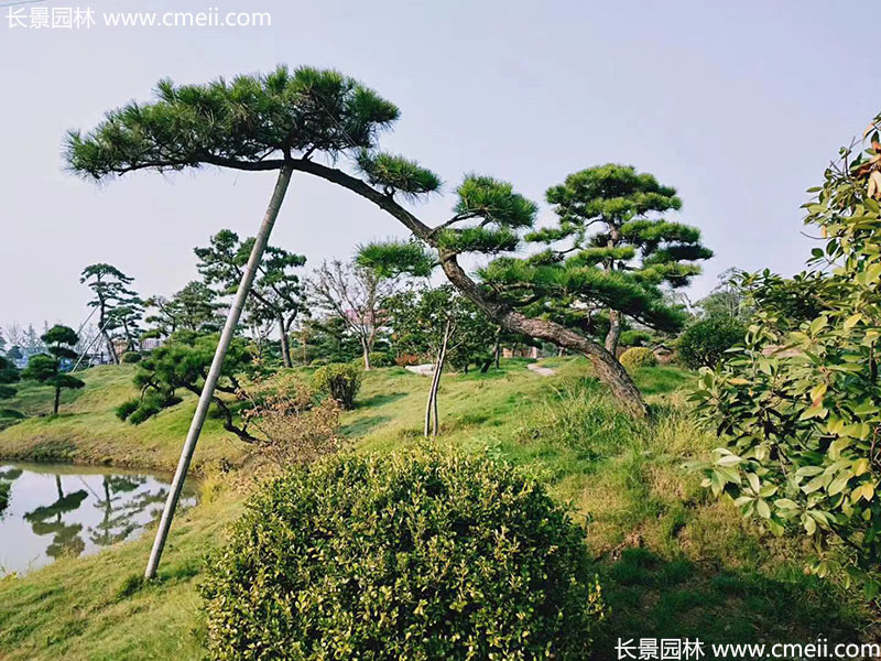 景觀樹造型黑松大型地景