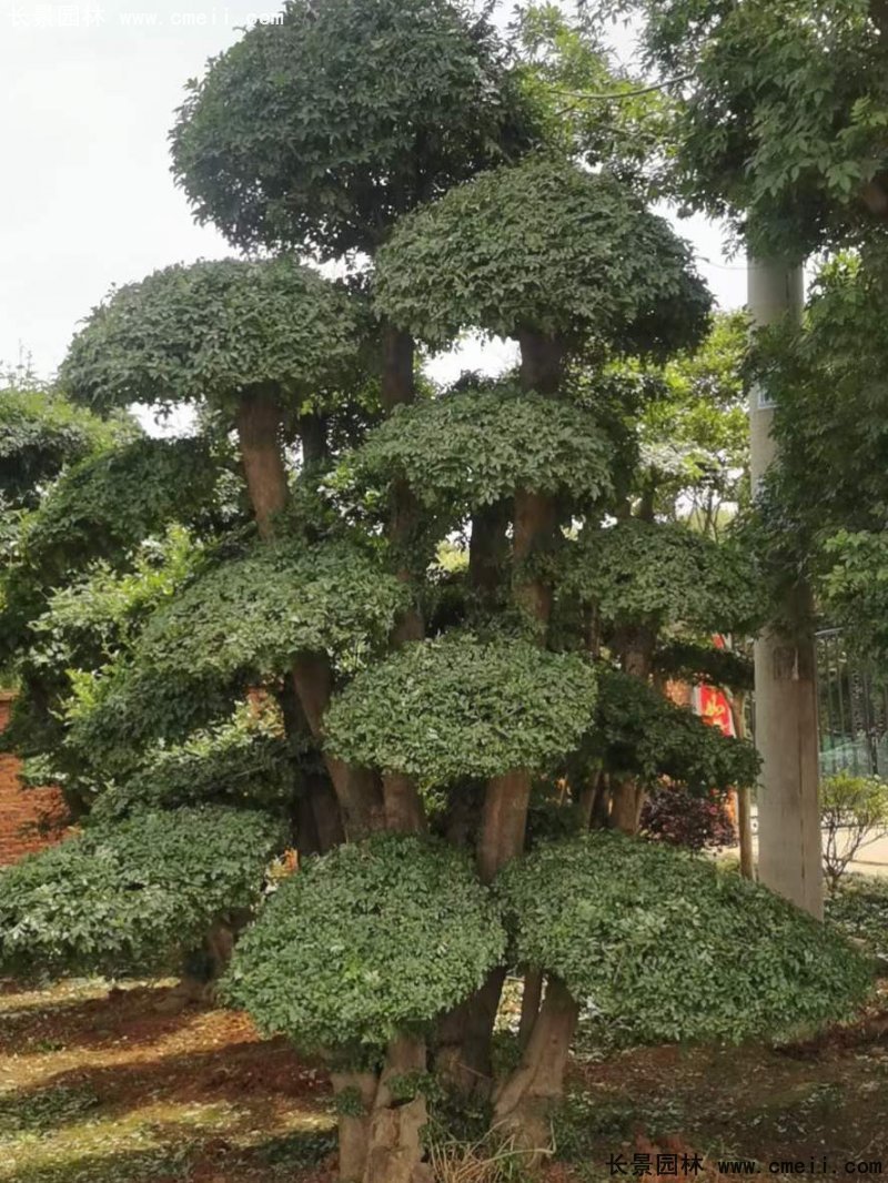 對節(jié)白蠟造型盆景地景