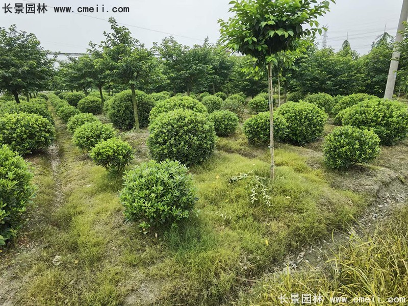 海桐球苗圃批發(fā)種植基地長景園林